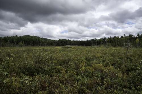 Cloudy Skies over the Bog at Algonquin Provincial Park, Ontario free photo