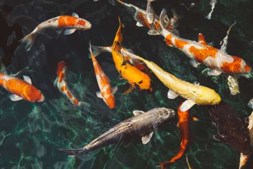Colored Koi fish in Pond free photo