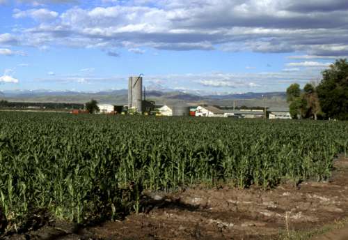 Corn growing in Larimer County in Colorado landscape free photo
