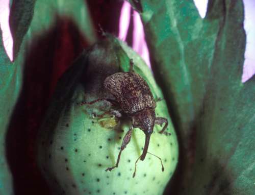 Cotton Boll Weevil - Anthonomus grandis free photo