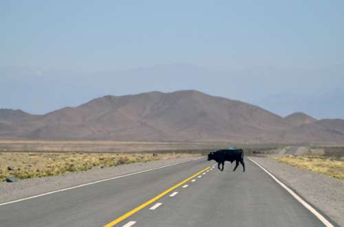 Cow crossing the road in Salta, Argentina free photo