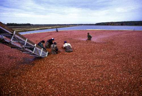 Cranberry harvest in New Jersey free photo