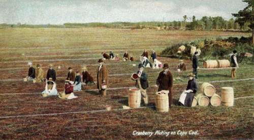 Cranberry Picking around Cape Cod in 1906 free photo