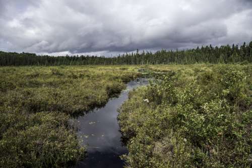 Creek flowing through the bog landscape at Algonquin Provincial Park, Ontario, Canada free photo