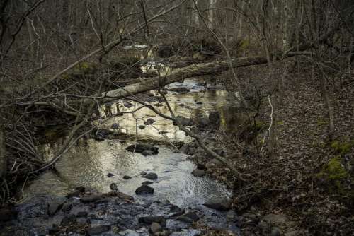 Creek running through the woods in Hawn State Park, Missouri free photo