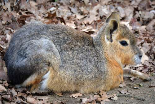 Cute little Patagonian Mara - Dolichotis patagonum free photo