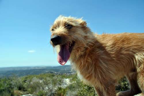 Dog panting on a hill free photo