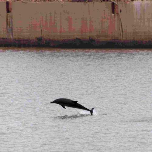 Dolphin Jumping out of the Water at Gijon, Spain free photo