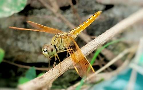 Dragonfly on a stick free photo