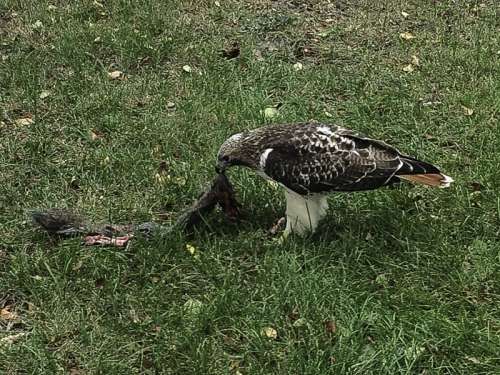 Eagle eating slain bird free photo