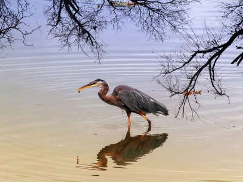 Egret in shallow water in British Columbia, Canada free photo