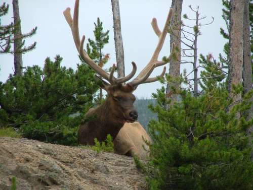 Elk near the road - Cervus canadensis in Yellowstone National Park, Wyoming free photo
