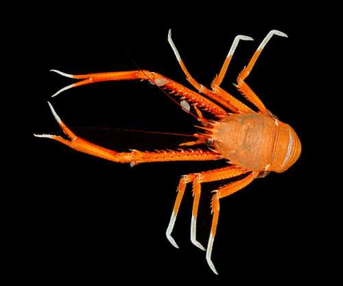 Eumunida picta - a species of squat lobster free photo