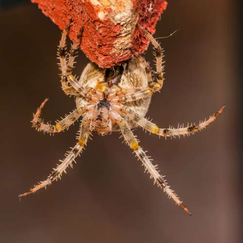 European Garden Spider - Araneus diadematus free photo