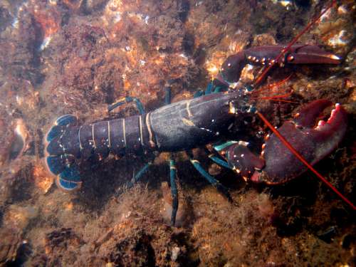 European Lobster - Homarus gammarus free photo