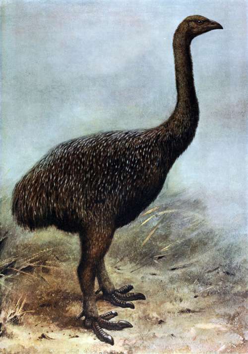 The Extinct Giant Moa - Megalapteryx didinus free photo