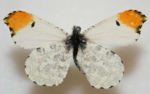 Falcate Orangetip, Anthocharis midea Butterfly free photo