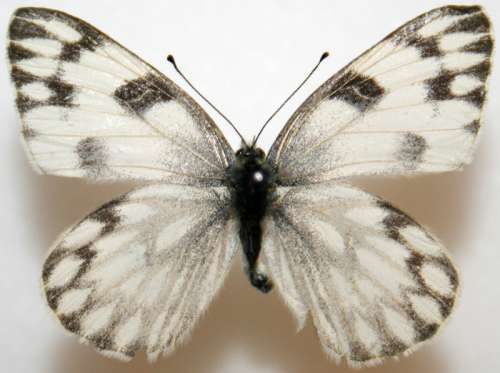 Female Checkered White, Pontia protodic. Butterfly free photo