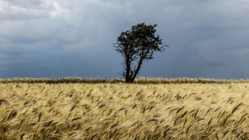 Fields and a tree landscape in Cyprus free photo