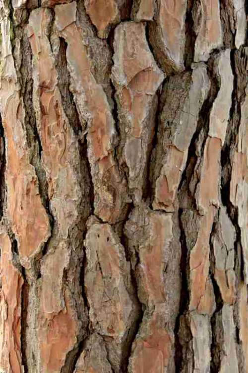 Tree Bark Texture free photo