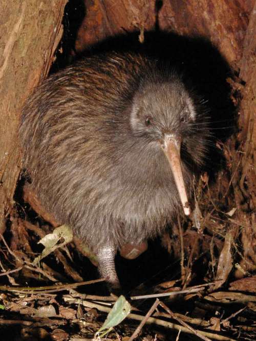 The flightless Kiwi - Apteryx mantelli - Symbol of New Zealand free photo