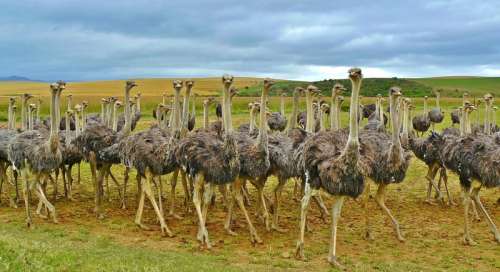 Flock of Ostriches in the landscape free photo