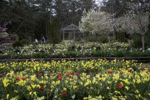 Flower terraces in Duke Gardens in Durham, North Carolina free photo