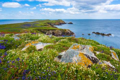 Flowers and coastline landscape in Saltee Island Great, Ireland free photo