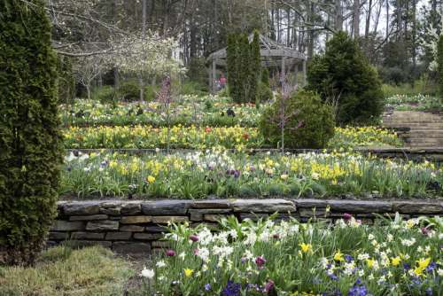 Flowers in Terraces in Duke University in Durham, North Carolina free photo