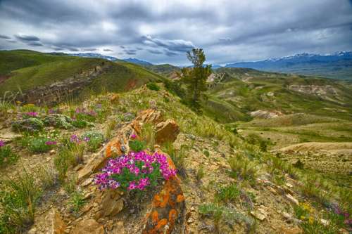 Flowers on the Mountain Ridge in Idaho free photo