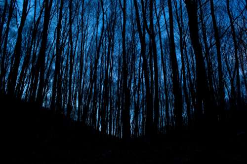 Forest and trees at night in the darkness free photo