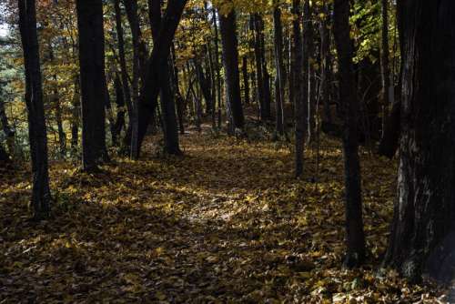 Forest Trail at Pewit's Nest, Wisconsin free photo