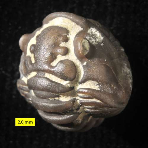 Fossil of the Trilobite - Flexicalymene meeki free photo