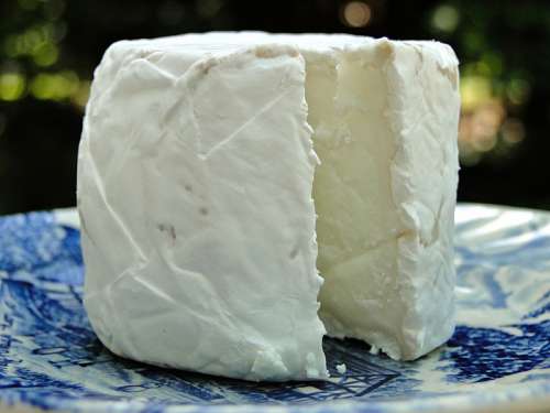 Fresh Goat Cheese free photo