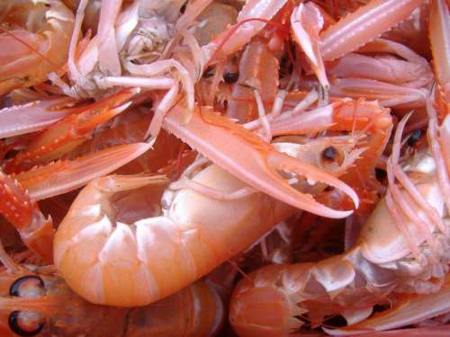 Norway lobster - Nephrops norvegicus free photo