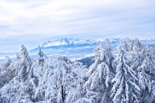 Frozen Winter Forest landscape free photo