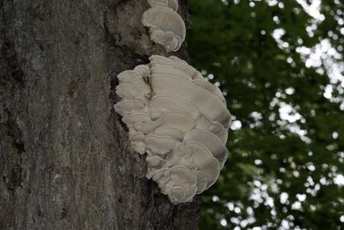 Fungus on the tree in Algonquin Provincial Park, Ontario free photo