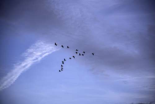 Geese flying in V Formation at Ferry Bluff, Wisconsin free photo