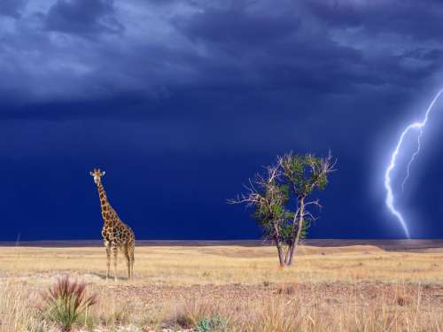 Giraffe in the landscape with Lightning in the Background free photo