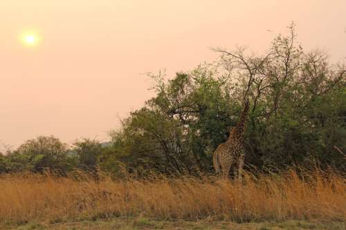 Giraffe on a Safari in Johannesburg, South Africa free photo