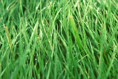 Grass Blades image free photo