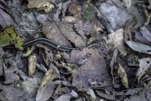 Grass Snake at Ferry Bluff, Wisconsin free photo