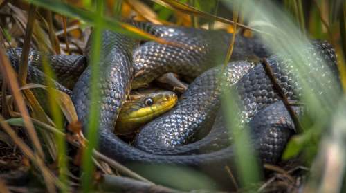 Grass snake coiled in the grass free photo