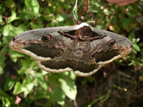 Great Peacock moth -- Saturnia pyri free photo