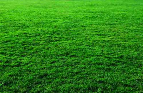 Green Grass Background free photo