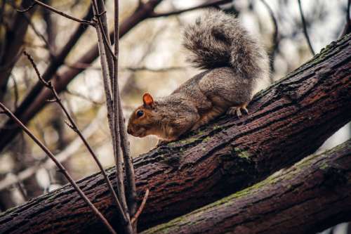 Grey Squirrel in Tree free photo