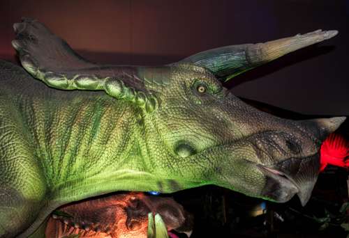 Head of Triceratops free photo