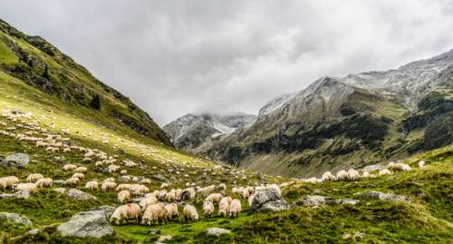 Herd and Pasture with Sheep and mountains landscape free photo