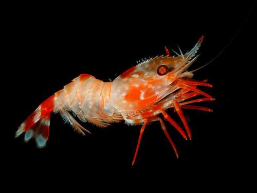 Heterocarpus ensifer, a deep water shrimp free photo