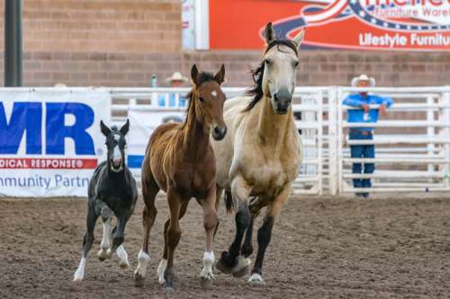 Horses at the Rodeo free photo